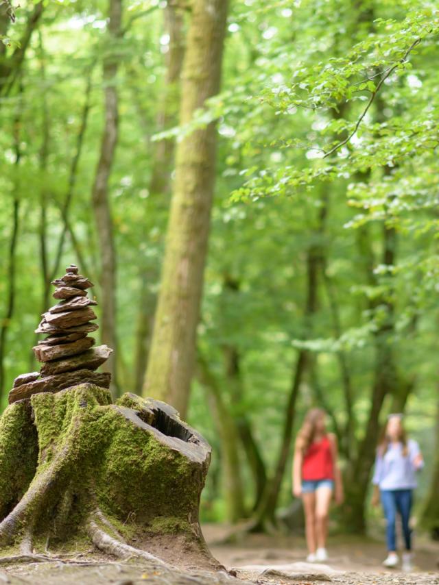 Passeggiata narrativa nella Foresta di Brocéliande