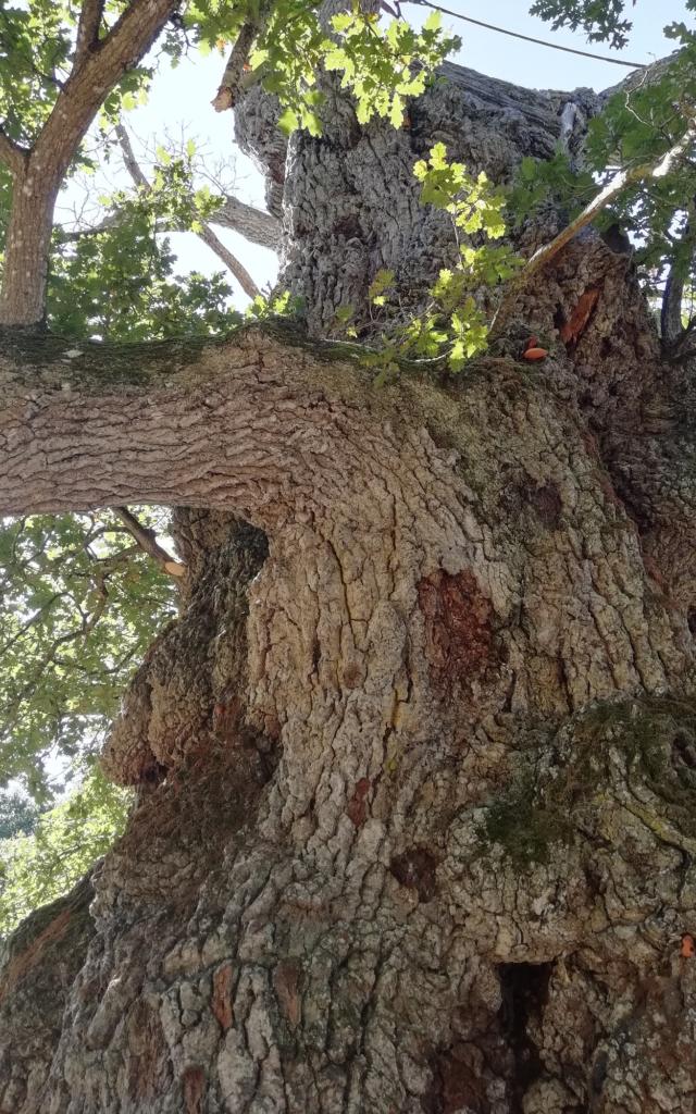 arbre millénaire, forêt de brocéliande, Concoret, Morbihan, Bretagne