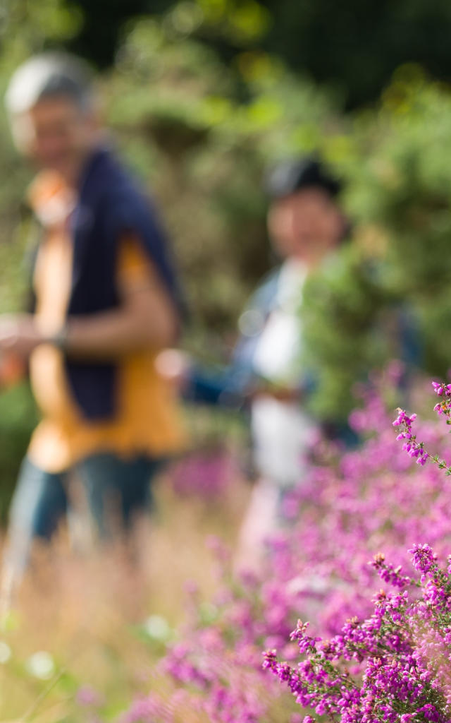 Klangpfad - The Landes of Monteneuf (Juli 2016), heather