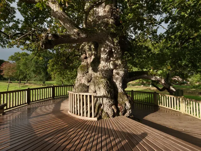 arbre remarquable, patriarche de la forêt de Brocéliande et chargée d'histoire et de légendes, Concoret, Morbihan (56), Bretagne