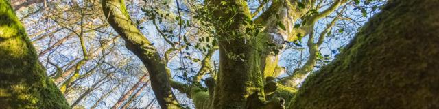arbre de brocéliande