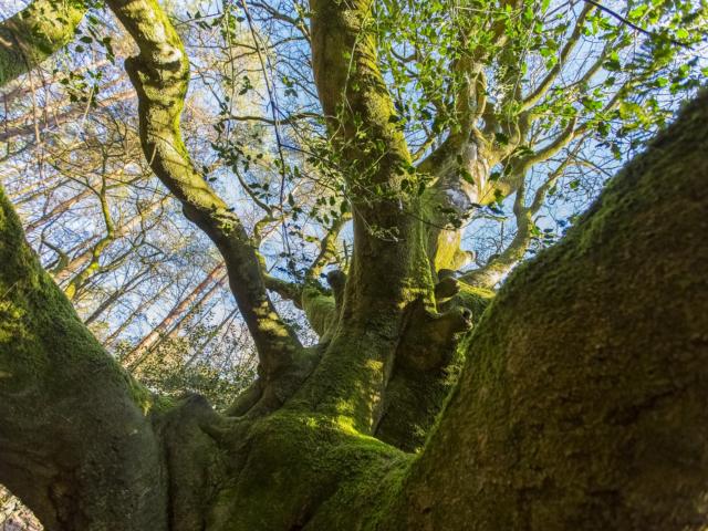 albero brocéliande
