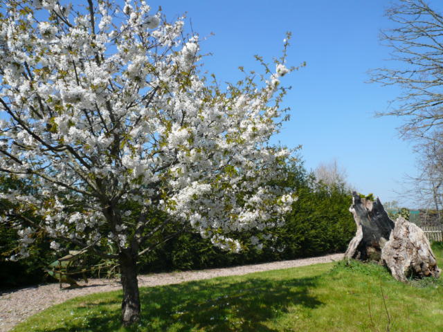 Cerisier en fleurs au jardin de Brocéliande