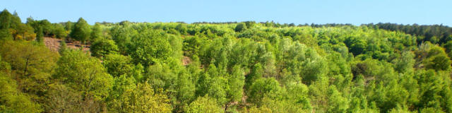 Bosque de Brocéliande