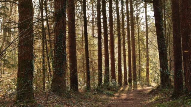 Foresta di Montfort