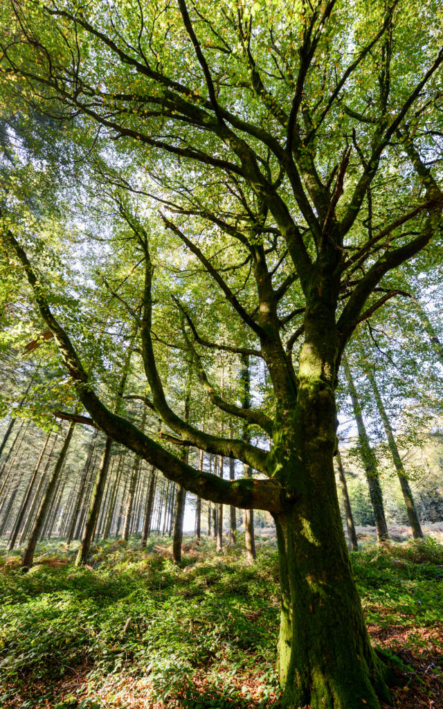 Árbol en el bosque de Brocéliande