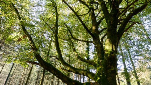 Albero nella foresta di Brocéliande