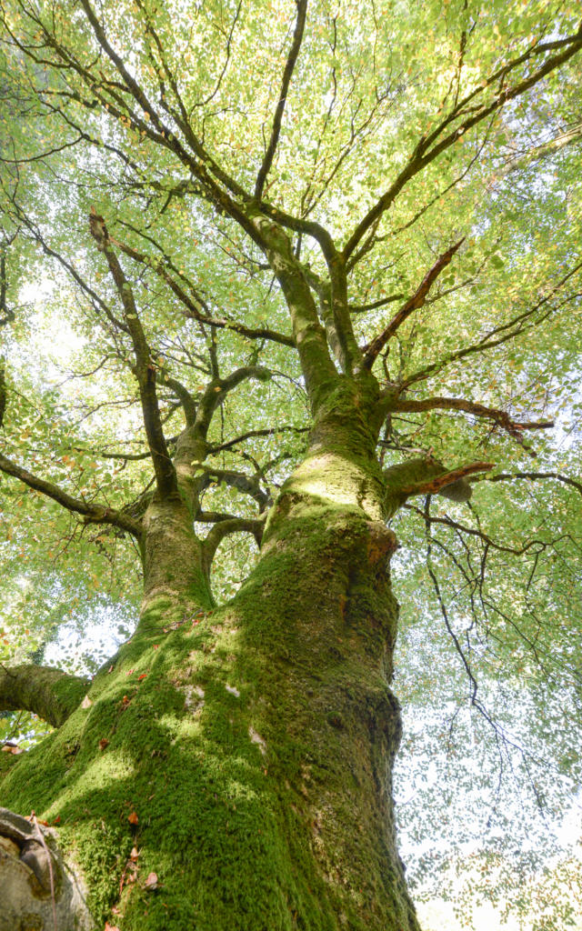 Árbol en el bosque de Brocéliande