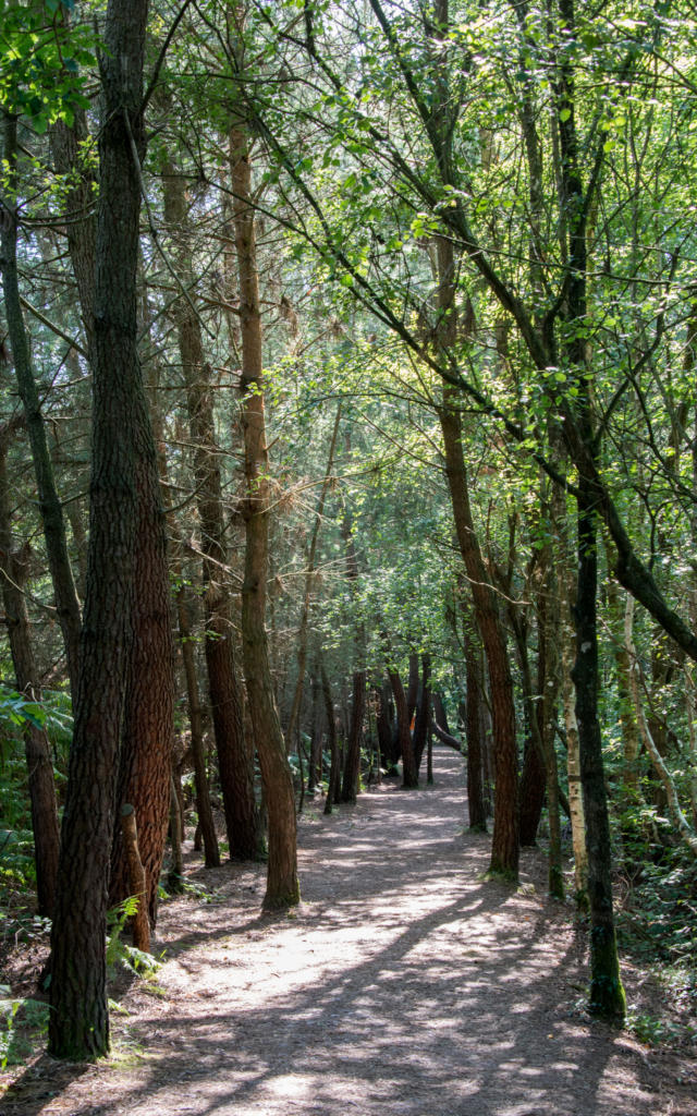 Árbol en el bosque de Brocéliande