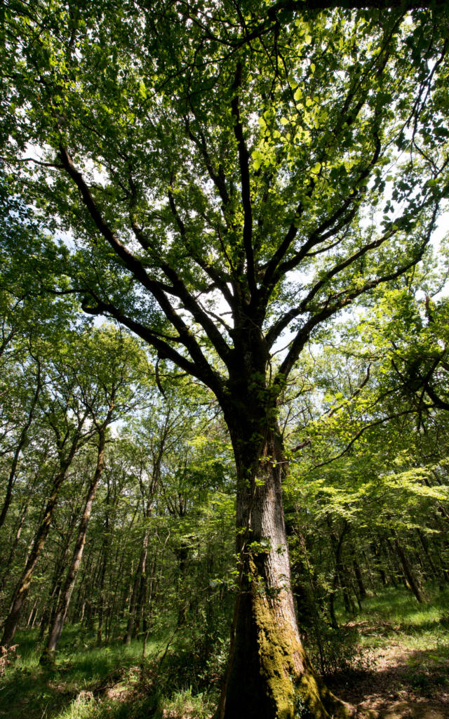 Árbol en el bosque de Brocéliande
