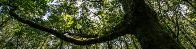 Arbre en forêt de Brocéliande