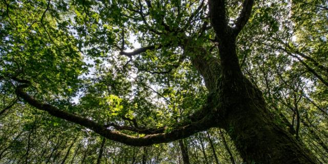 Árbol en el bosque de Brocéliande