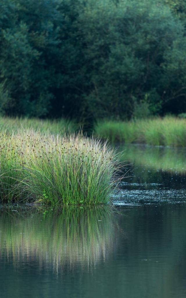 Paimpont, der Teich