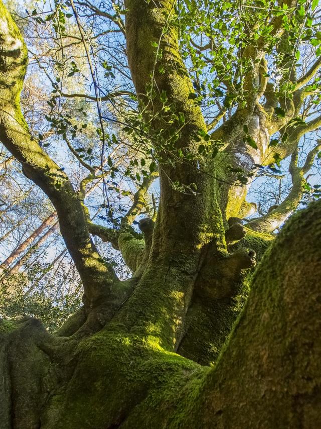 albero brocéliande