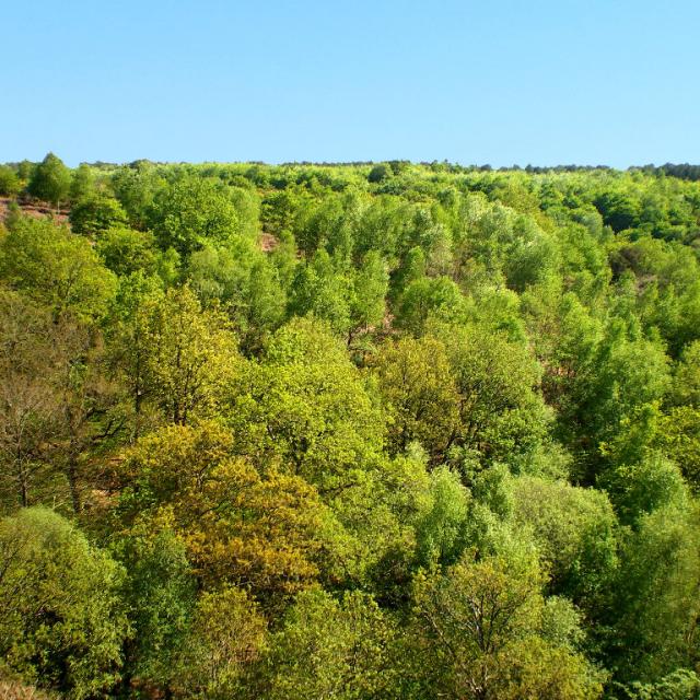 Wald von Brocéliande