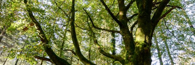 Arbre en forêt de Brocéliande
