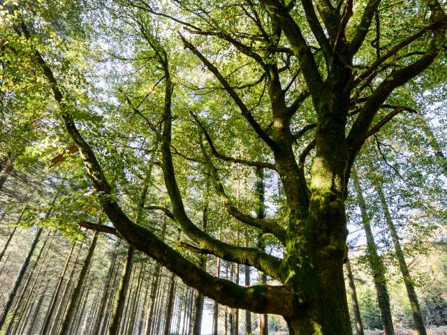 Arbre en forêt de Brocéliande