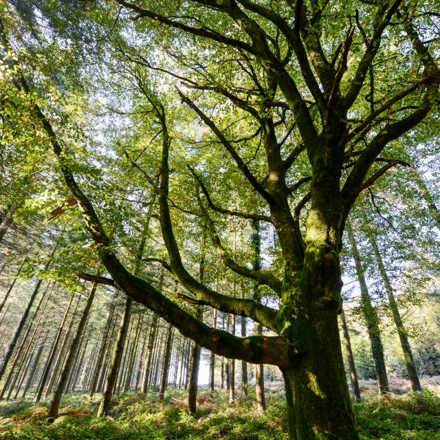 Boom in het bos van Brocéliande