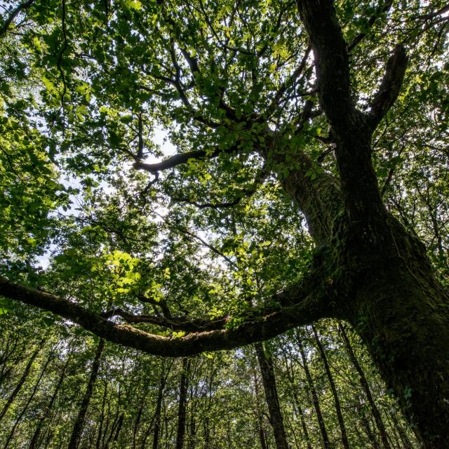 Albero nella foresta di Brocéliande