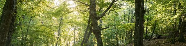 balade dans le val sans retour et découverte de la forêt de Brocéliande