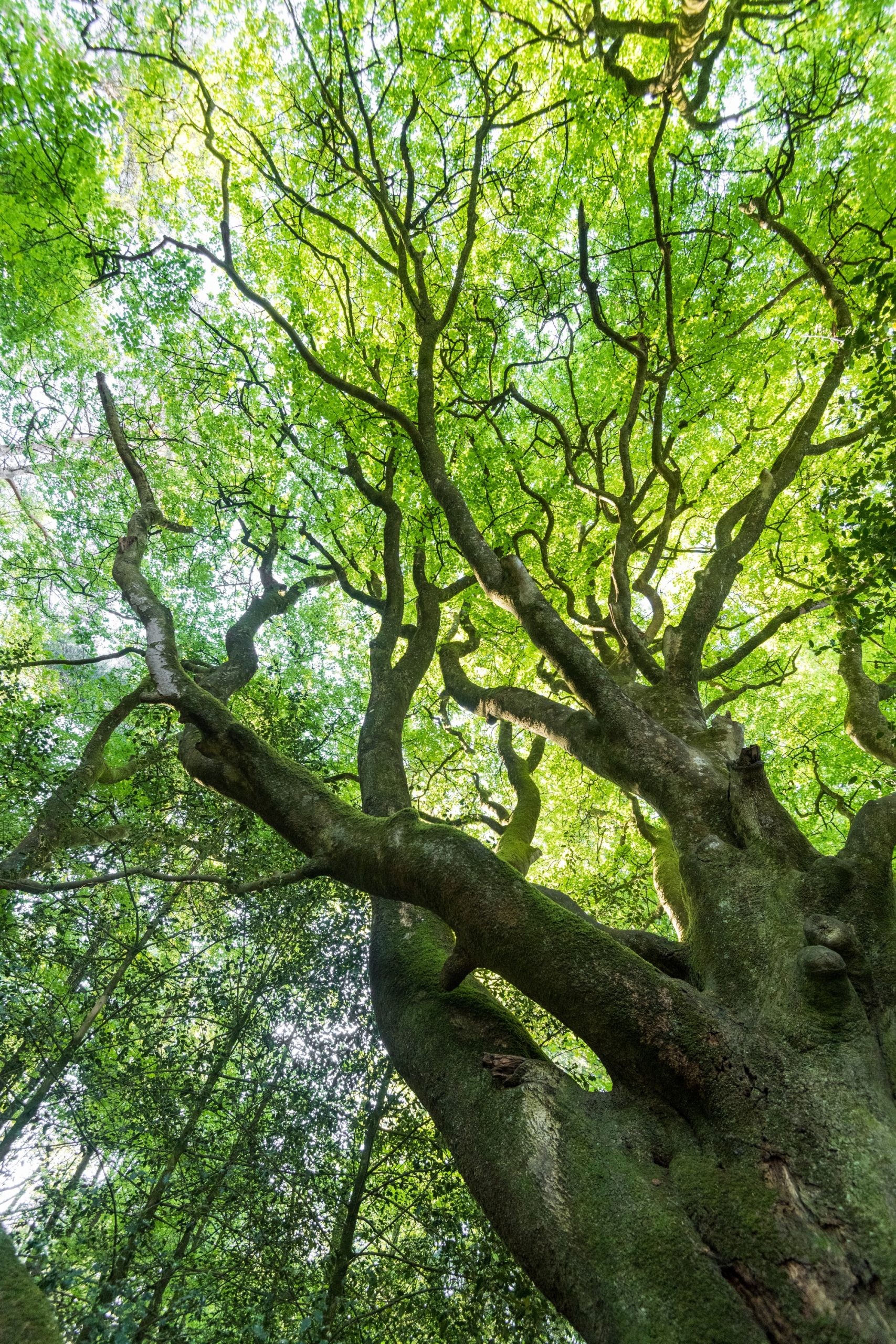 Forêt de Brocéliande en été