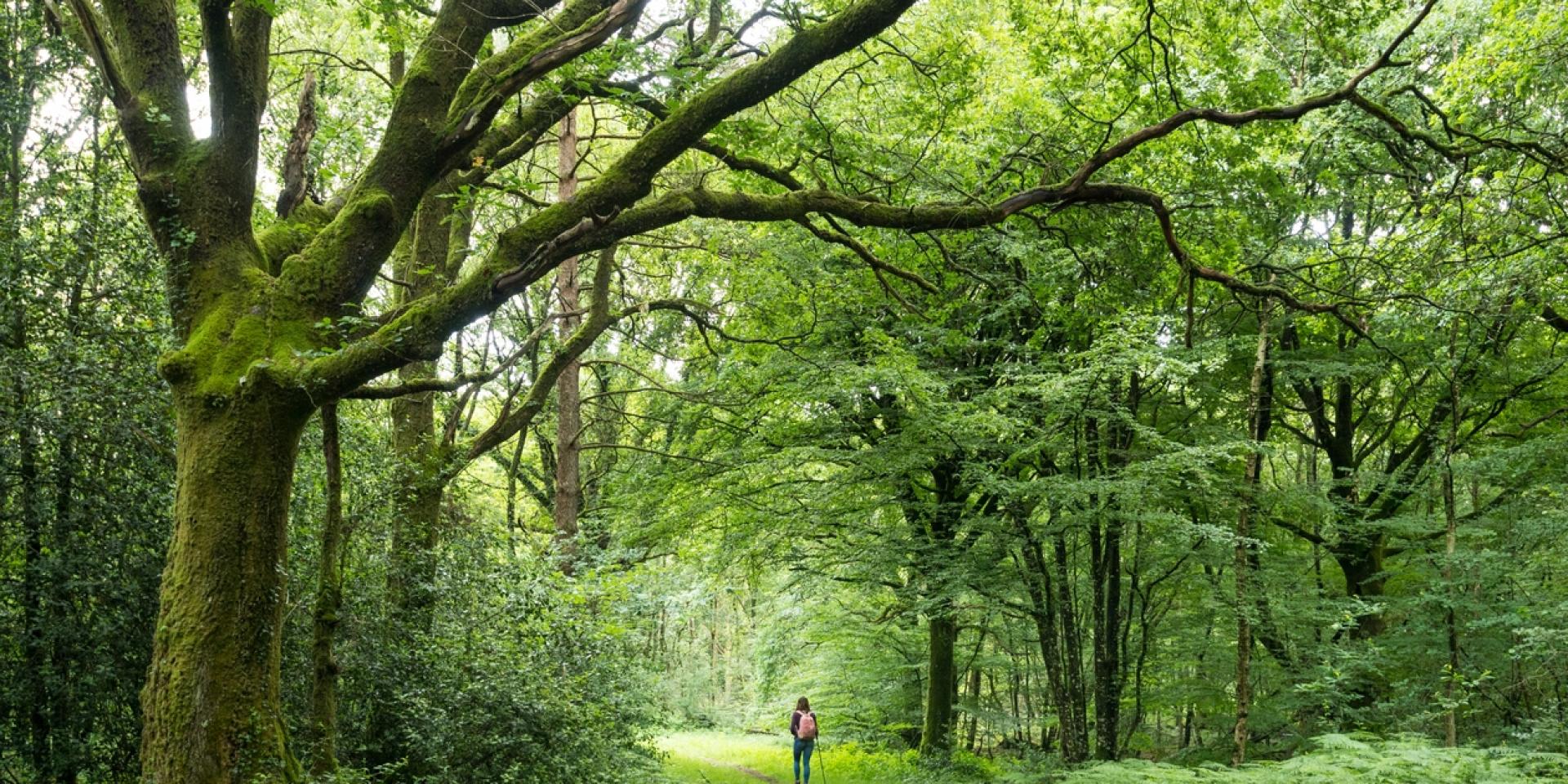 Bosque de Brocéliande