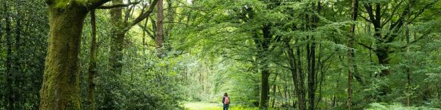 Bosque de Brocéliande