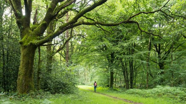 Wald von Brocéliande