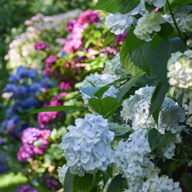 Jardins de Brocéliande, collezione di ortensie.