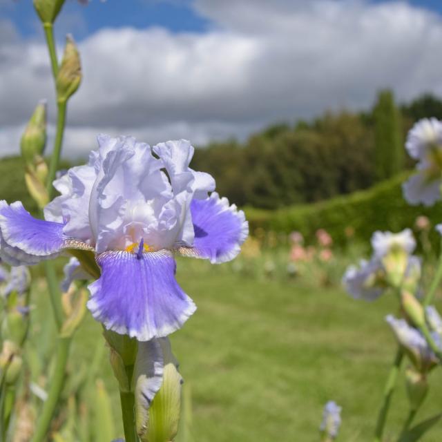 Giardini di Brocéliande, collezione di iris