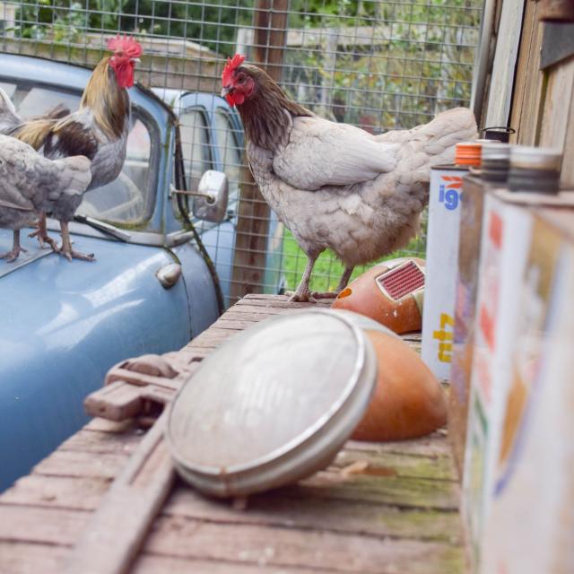 les Jardins de Brocéliande, galline, garage