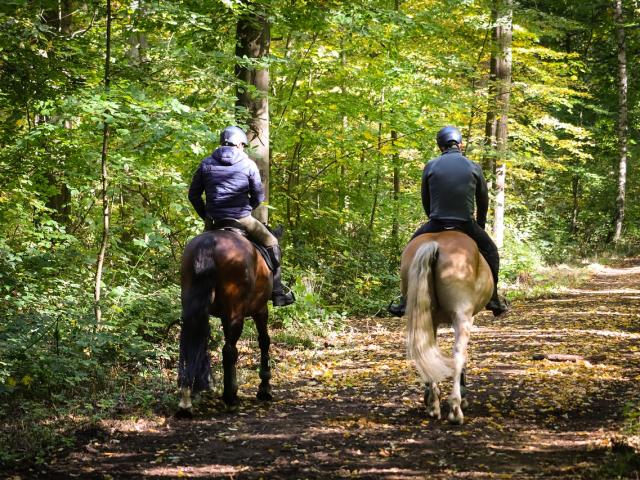 Horse Riding Credit Pixabay Royalty Free Images 1