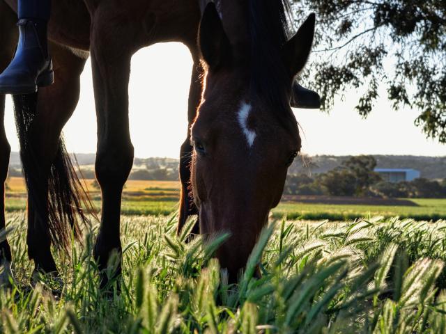 Horseback riding Credit Images Libres De Droit Pixabay 4