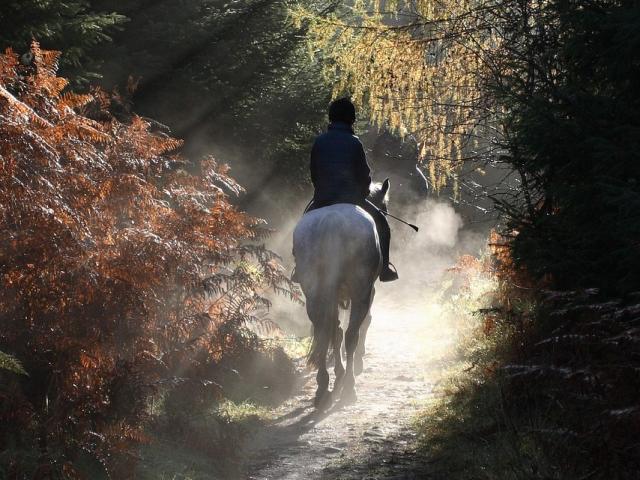 Horseback riding Credit Images Libres De Droit Pixabay 6