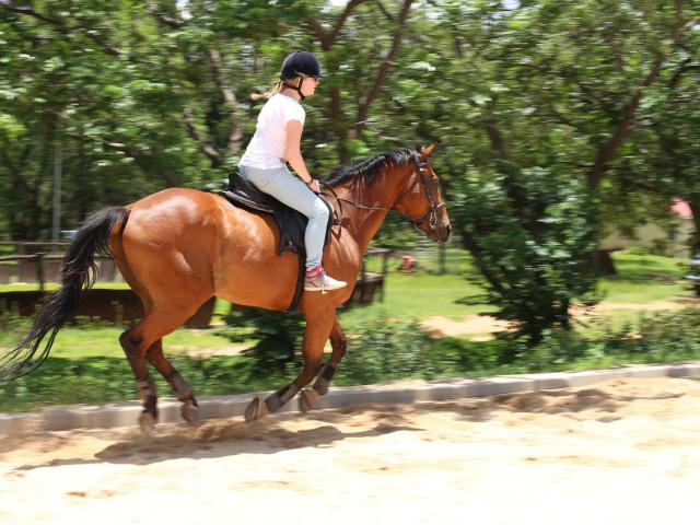 Horse Riding Credit Pixabay Royalty Free Images 8