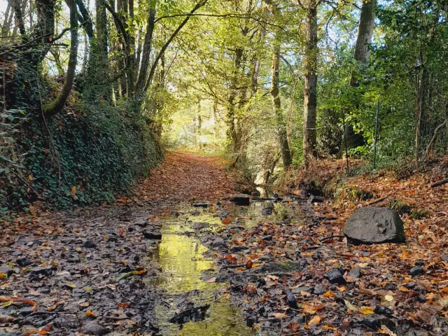 Trail Office De Tourisme Montfort Communaute Destination Broceliande 1