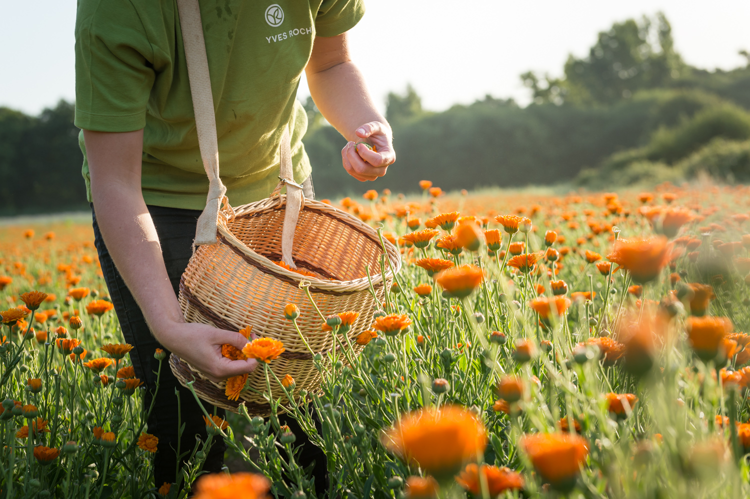 Champ Yves Rocher Calendula La Gacilly