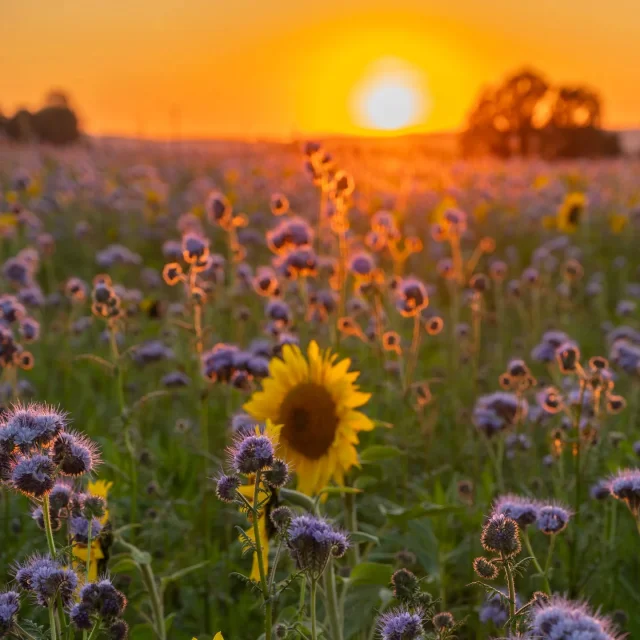 Instagram #destinationbroceliande