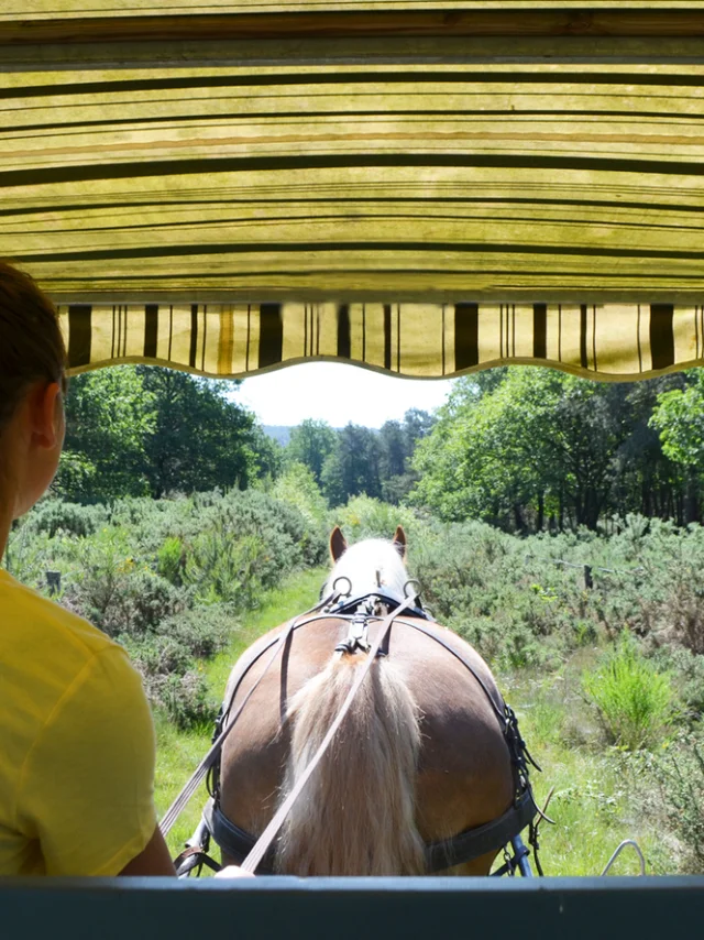 Bild 02 Caleches Barenton