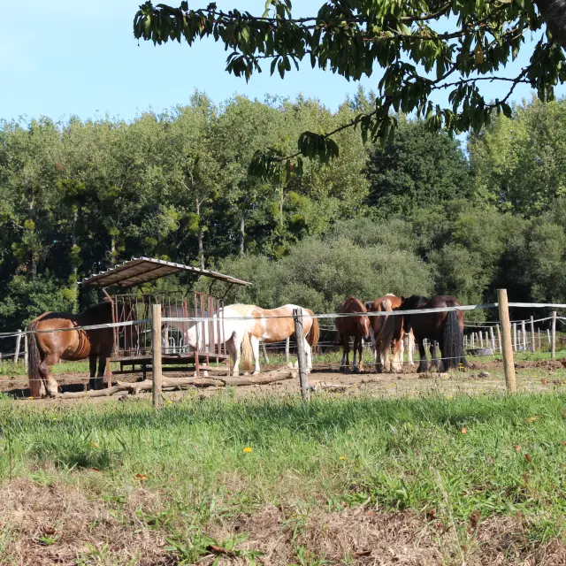 Ferme équestre d'Arwen